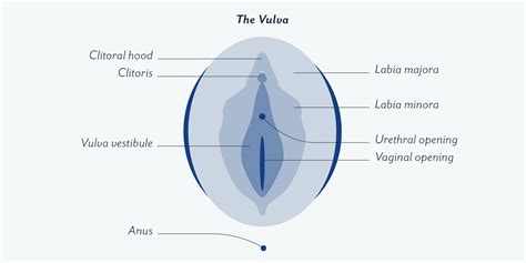 beautiful vulva pics|Category : Human surface anatomy of vulva